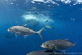   interesting take bait baitball. These jacks swam shelter camera avoid demise rest background. Silky sharks yellowfin tuna devoured rest. baitball background  